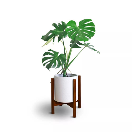 Massivholz Pflanzenständer mit Kreuzbein-Design