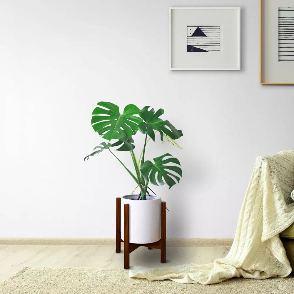 Massivholz Pflanzenständer mit Kreuzbein-Design