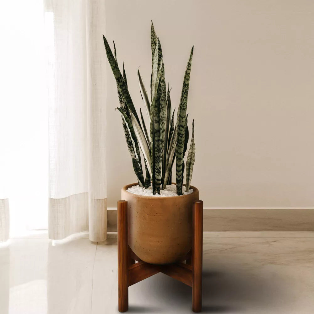 Massivholz Pflanzenständer mit Kreuzbein-Design